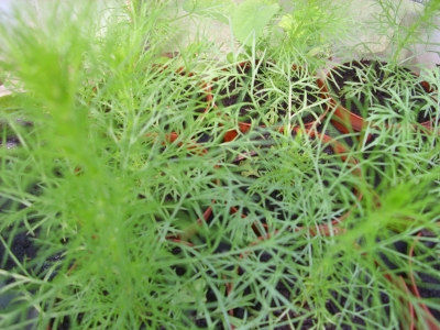 Besenbeifuß Artemisia scoparia BLBP 01 Pflanze