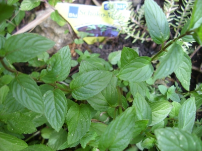 Schokominze Chocolate Pflanze