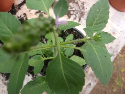 Wildes Basilikum Ocimum canum Samen