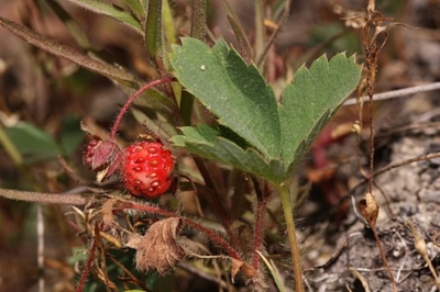 Scharlacherdbeere Fragaria virginiana Pflanze
