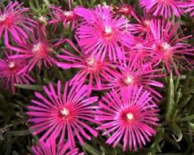 Mittagsblume Delosperma sutherlandii Pflanze