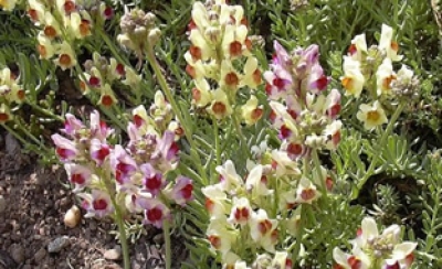 Steingartenleinkraut Linaria aeruginea Pflanze