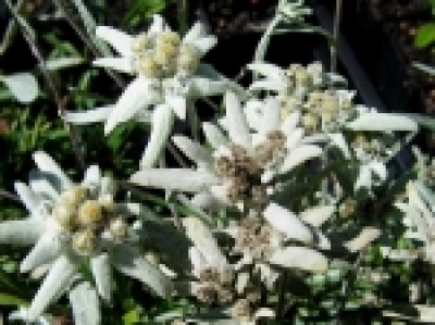 Echtes Alpenedelweiß Leontopodium alpinum Pflanze