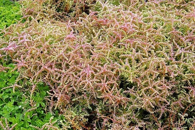 Seesternblume, Fetthenne Sedum pulchellum Seastar Pflanze