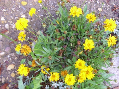 Mädchenauge Coreopsis grandiflora Early SunrisePflanze