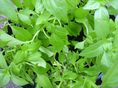 Basilikum Zitronen-Basilikum (Ocimum basilicum)Pflanze