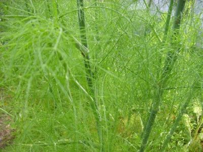 Echter Fenchel Foeniculum vulgare Pflanze