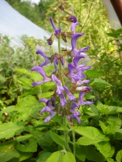 Chinesischer Salbei Salvia miltiorrhiza Pflanze