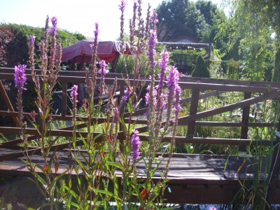 Blutweiderich Lythrum salicaria Pflanze