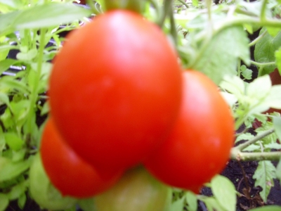 Tomate Himmelsstürmer Samen