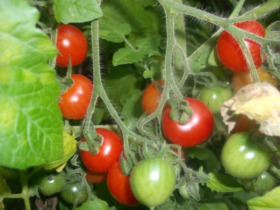 Tomate Rote Ribisel Samen