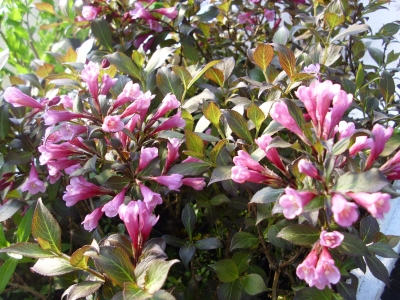 Weigelia Purpurea Pflanze