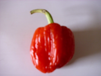 Chili Habanero Red Capsicum chinese Samen