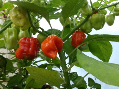 Chili Habanero Red Capsicum chinese Samen