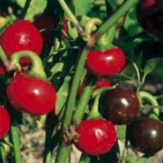 Türkenkugel Peperoni Capsicum anuum Samen