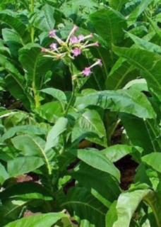 Echter Rauchtabak(Nicotiana tabacum)Samen