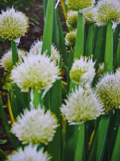 Ewige Zwiebel Allium fistulosum Samen