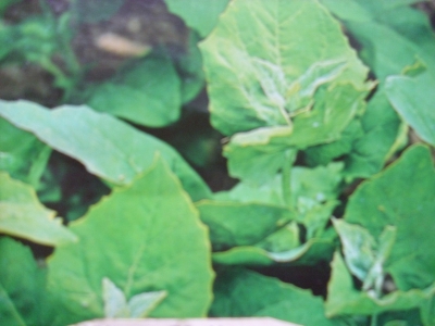 Gartenmelde grüne rheinische Samen