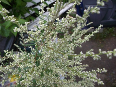 Beifuß  Artemisia vulgaris Samen