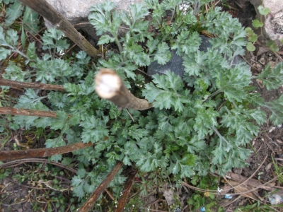 Beifuß  Artemisia vulgaris Samen