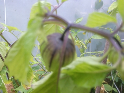 Tomatillo Purple de Milpa Samen