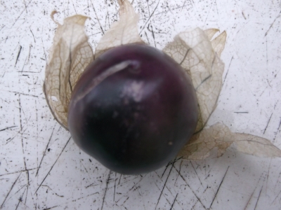 Tomatillo Purple de Milpa Samen