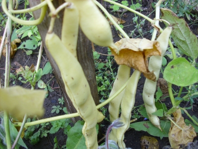 Stangenbohne aus Mexiko Samen