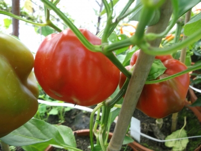 Tomatenpaprika Samen