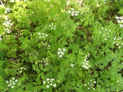 Baldrian Valeriana officinalis Samen