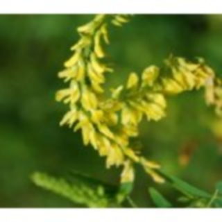 Echter Steinklee Melilotus officinalis Samen