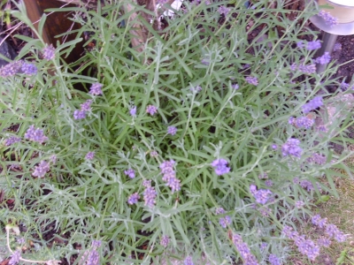 Lavendel Lavendula angustifolia Samen