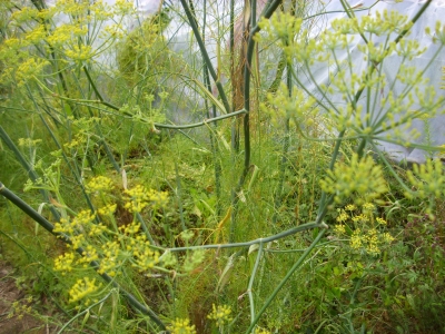 Echter Fenchel Foeniculum vulgare Samen