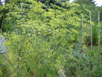Echter Fenchel Foeniculum vulgare Samen