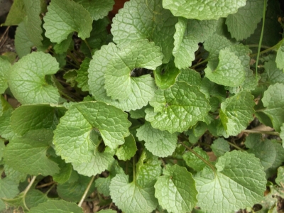 Löffelkraut Cochlearia officinalis Samen