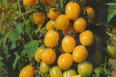 Tomate Cocktailtomate gelb Samen