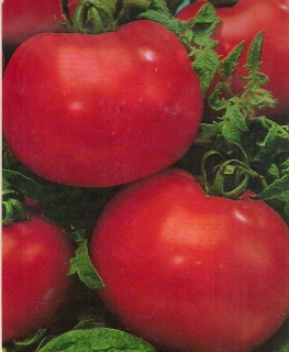 Fleischtomate Montfavet Samen