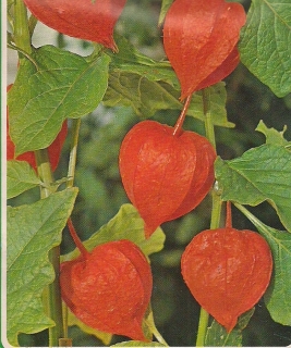 Lampionblume Physalis Samen