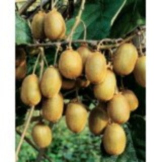 Kiwi Jenny selbstfruchtbar Actinidia deliciosa Pflanze