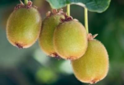 Kiwi Jenny selbstfruchtbar  Actinidia deliciosa Pflanze