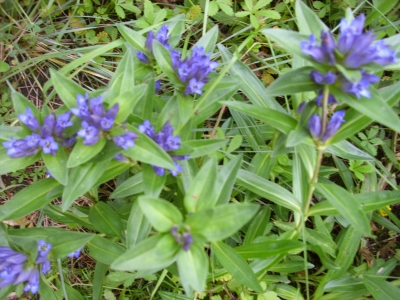 Kreuz-Enzian Gentiana cruciata Samen