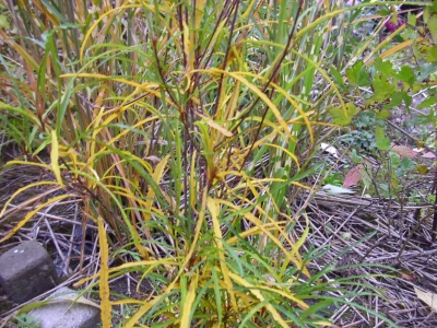 Farnblättriger Säulenfaulbaum Fine Line(R)Pflanze