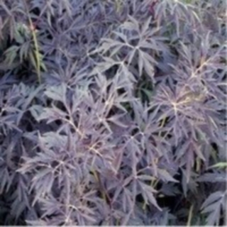 Geschlitztblöttriger Holunder Black Lace (R)Pflanze