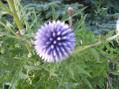 Ruthenische Kugeldistel Echinops ritro Pflanze