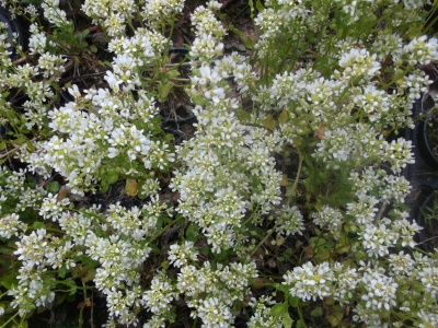 Löffelkraut Cochlearia officinalis Pflanze