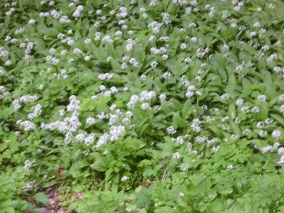 Bärlauch Allium ursinum Pflanze