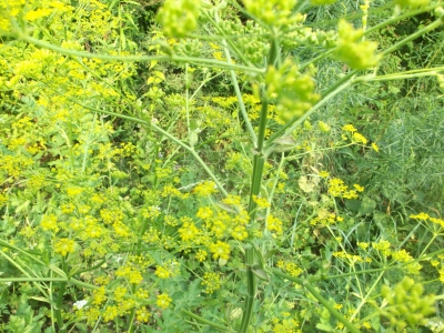 Echte Engelwurz Angelica archangelica Pflanze