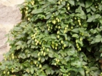 Echter Hopfen Hopfenspargel Pflanze