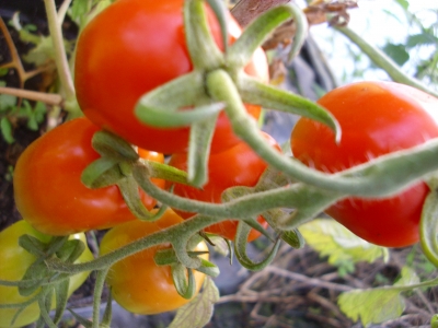 Tomate De Berao rot Pflanze