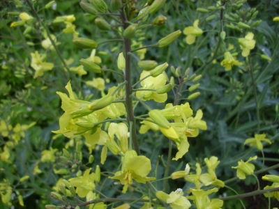 Helgoländer Wildkohl Pflanze