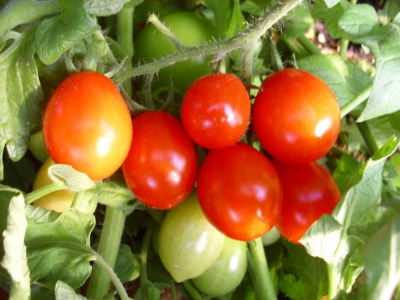 Tomate Süße von der Krim getopfte Pflanze